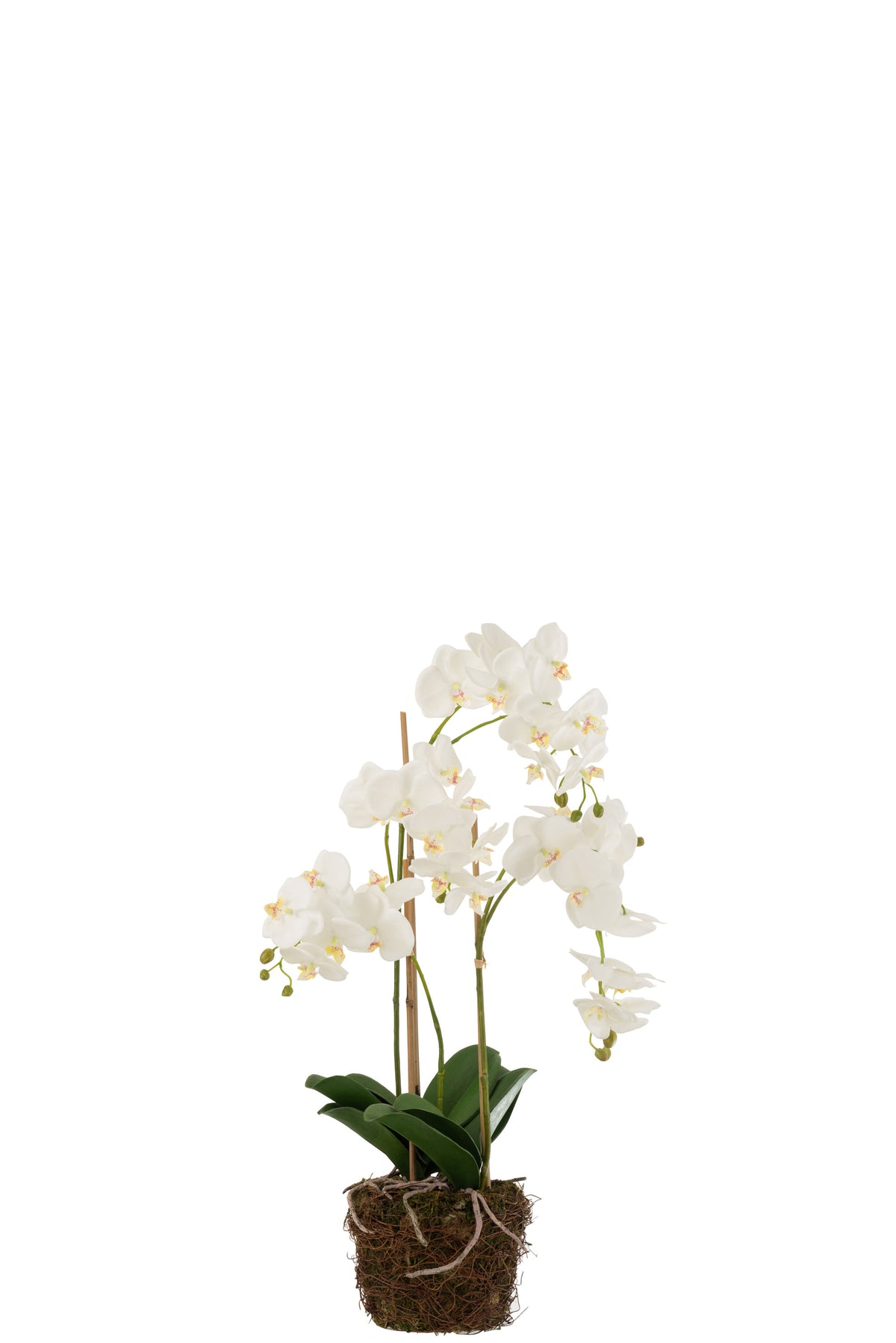 Aarde Orchidee Large